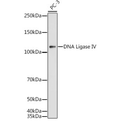 DNA Ligase IV Rabbit pAb