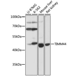 TIMM44 Rabbit pAb