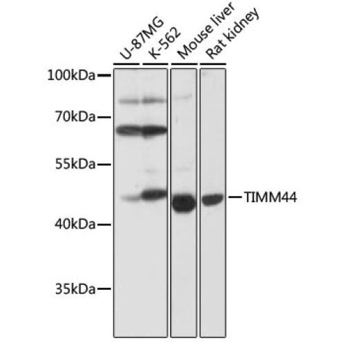 TIMM44 Rabbit pAb