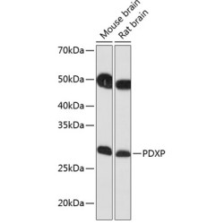PDXP Rabbit pAb