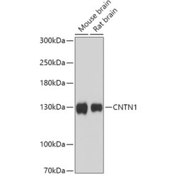 CNTN1 Rabbit pAb