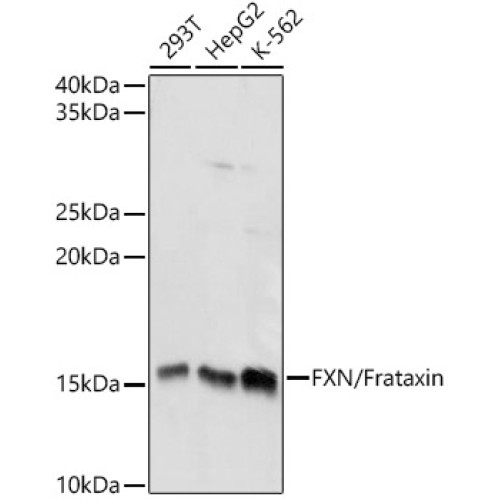 FXN / Frataxin Rabbit pAb