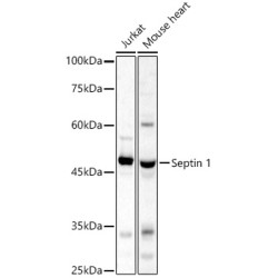 Septin 1 Rabbit pAb