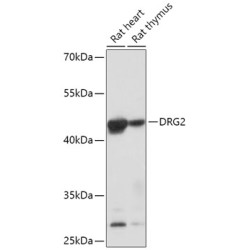 DRG2 Rabbit pAb