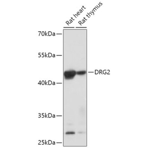 DRG2 Rabbit pAb