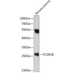 FCGR1B Rabbit pAb