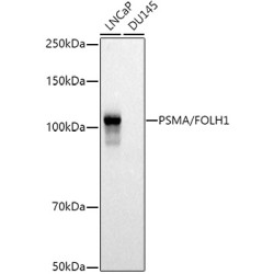 PSMA/FOLH1 Rabbit pAb