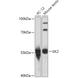 GK2 Rabbit pAb