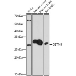 GSTM1 Rabbit pAb