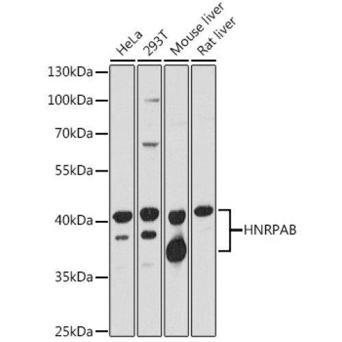HNRPAB Rabbit pAb