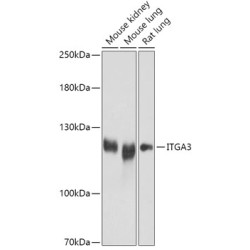 ITGA3 Rabbit pAb
