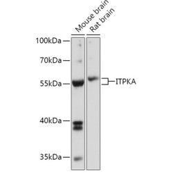 ITPKA Rabbit pAb
