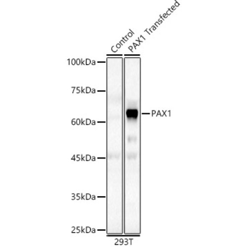 PAX1 Rabbit pAb