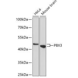 PBX3 Rabbit pAb