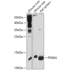 PDE6G Rabbit pAb