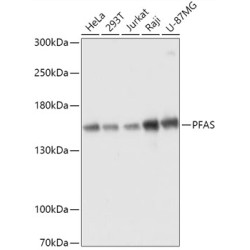 PFAS Rabbit pAb