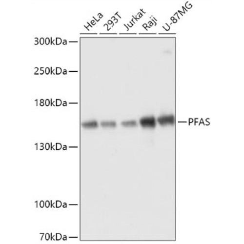 PFAS Rabbit pAb