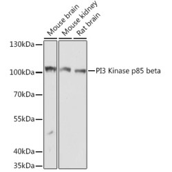 PI3 Kinase p85 beta Rabbit pAb