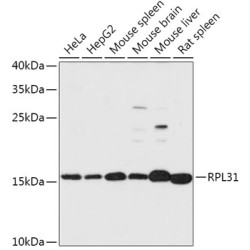 RPL31 Rabbit pAb
