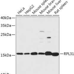 RPL31 Rabbit pAb