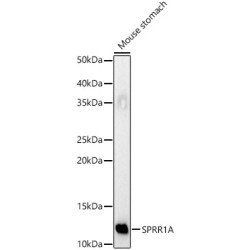 SPRR1A Rabbit pAb