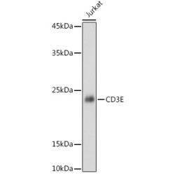 CD3E Rabbit pAb