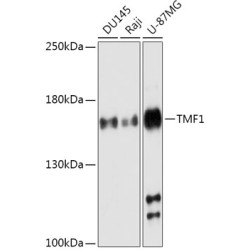 TMF1 Rabbit pAb