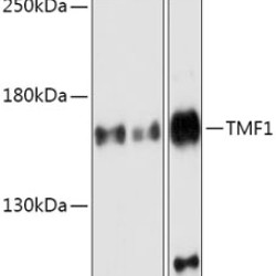 TMF1 Rabbit pAb
