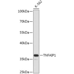 TNFAIP1 Rabbit pAb