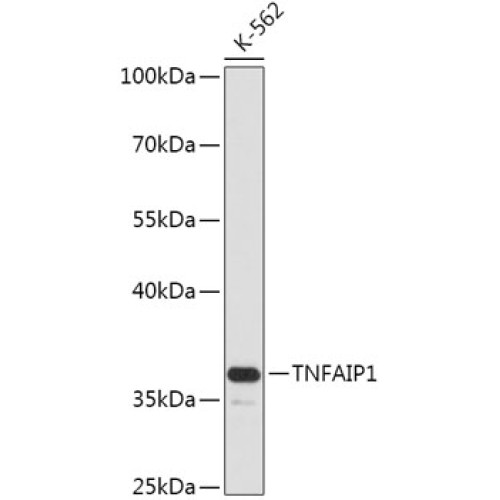 TNFAIP1 Rabbit pAb