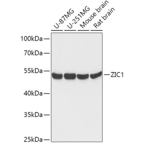 ZIC1 Rabbit pAb