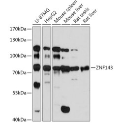 ZNF143 Rabbit pAb