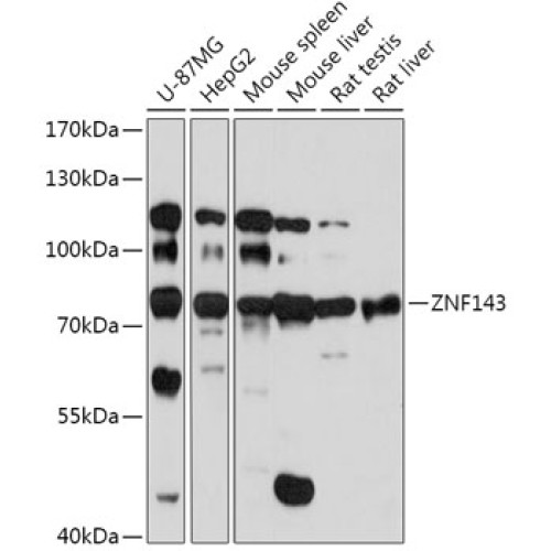 ZNF143 Rabbit pAb
