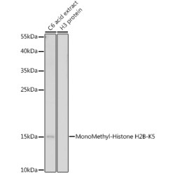 MonoMethyl-Histone H2B-K5 Rabbit pAb