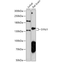 SYNJ1 Rabbit pAb