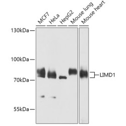 LIMD1 Rabbit pAb