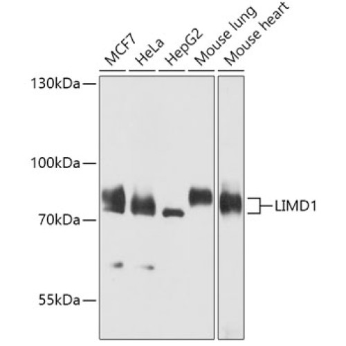 LIMD1 Rabbit pAb