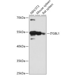 ITGBL1 Rabbit pAb