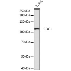 COG1 Rabbit pAb