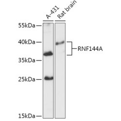RNF144A Rabbit pAb