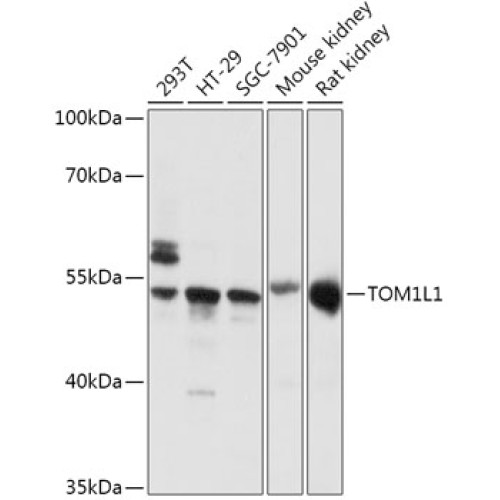 TOM1L1 Rabbit pAb