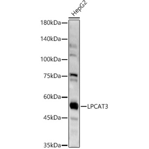 LPCAT3 Rabbit pAb