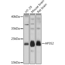 AP3S2 Rabbit pAb