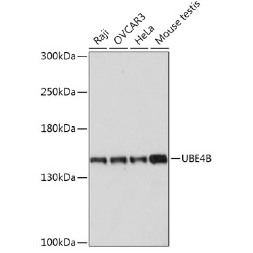 UBE4B Rabbit pAb