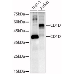 CD1D Rabbit pAb