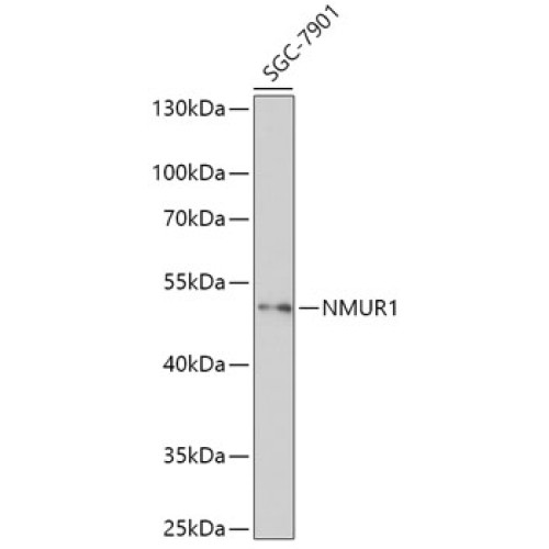 NMUR1 Rabbit pAb
