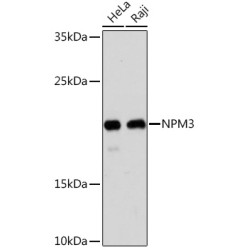 NPM3 Rabbit pAb
