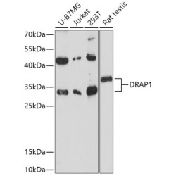 DRAP1 Rabbit pAb