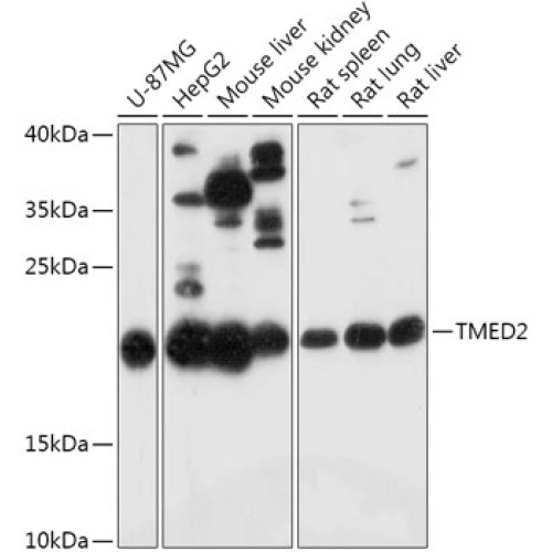 TMED2 Rabbit pAb