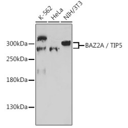 BAZ2A / TIP5 Rabbit pAb